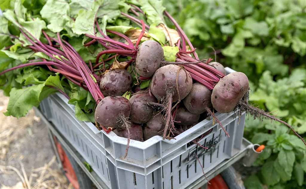 La remolacha es uno de los alimentos que se deben comer regularmente