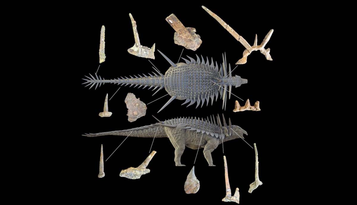 Spicomellus   fósiles 